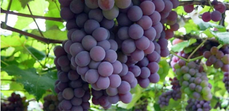 Лучший за пять лет урожай винограда собрали в Крыму