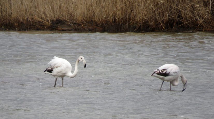 В Севастополе впервые за всю историю наблюдений обнаружили зимующих фламинго