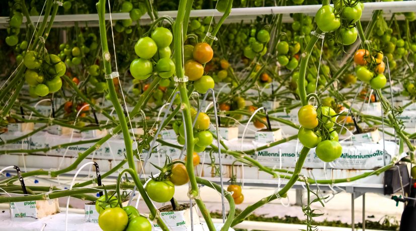 Крупнейший производитель томатов в Крыму с начала года собрал 200 тонн урожая