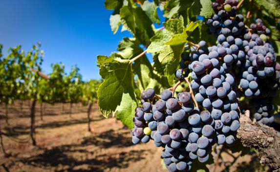 Винзавод «Массандра» в 2021 году заложит 380 га новых виноградников