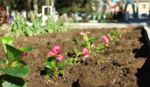 В Детском парке Симферополя к майским праздникам высадят более тысячи весенних цветов.