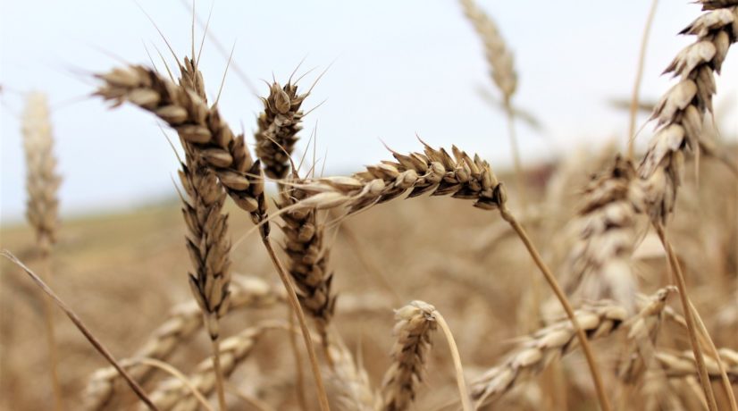 Крым в этом году уже экспортировал сельхозпродукции на 7 млн долларов