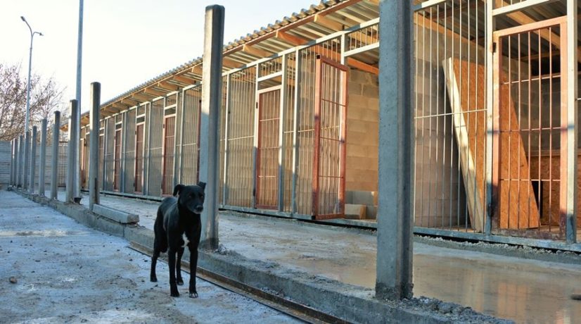 Симферопольский приют для животных застрял в судебных тяжбах