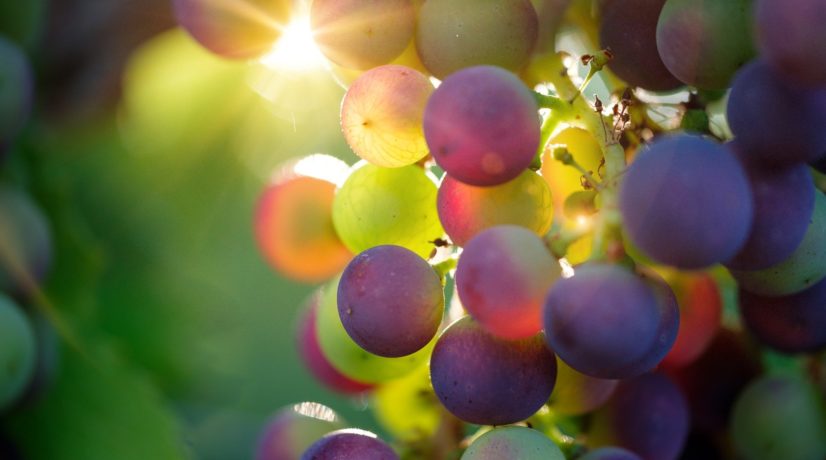 Летние ливни не повлияли на урожай крымского винограда