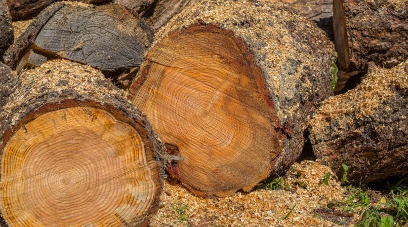 300 деревьев вырубили в Симферополе при строительстве канализационного коллектора