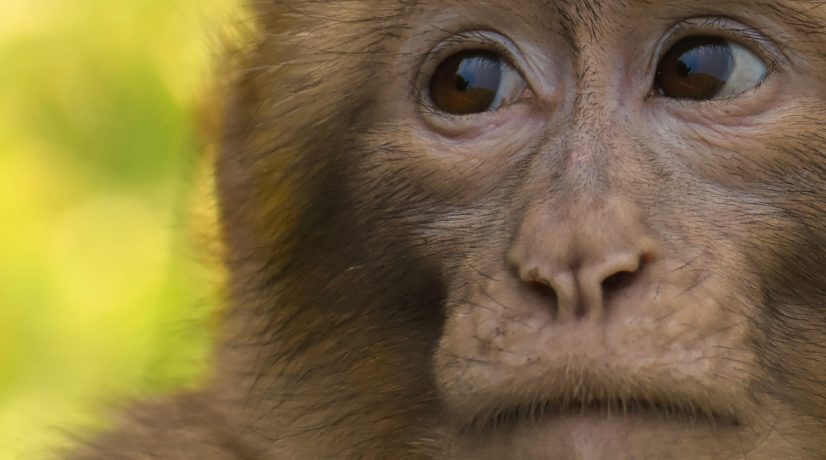 Больше всего по посетителям скучают обезьяны, — работник зоопарка о работе в пандемию