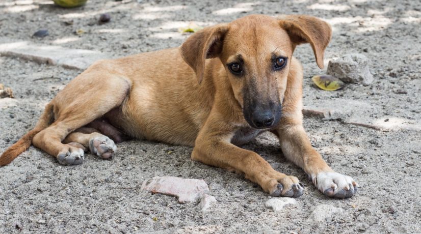 Все муниципалитеты Крыма получают деньги на отлов и стерилизацию бездомных собак