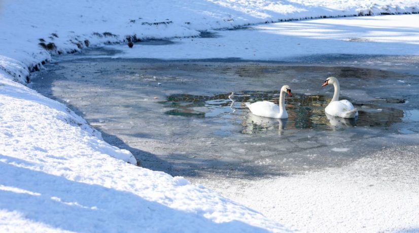 Спасите лебедя: Симферопольцы 7 раз обращались в диспетчерскую службу по поводу замёрзшей в Гагаринском парке птицы
