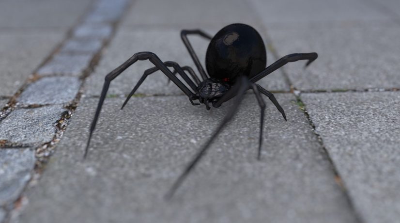 В Крыму увеличилась численность смертельно опасных пауков
