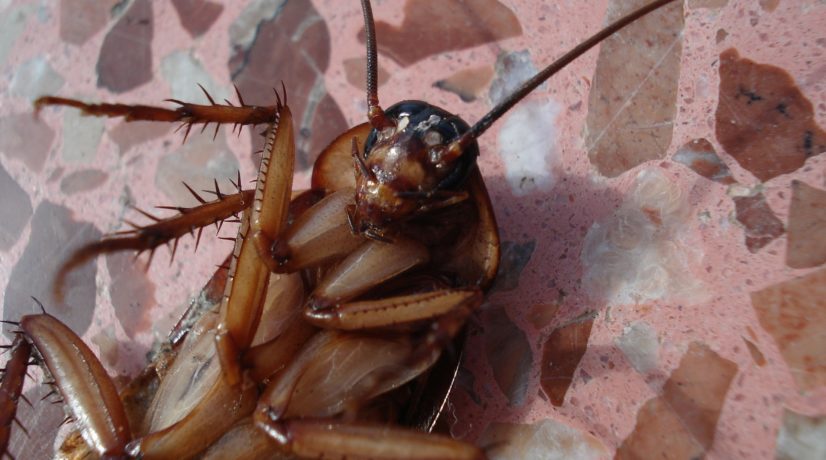 Специалисты рассказали, как навсегда избавиться от тараканов в доме