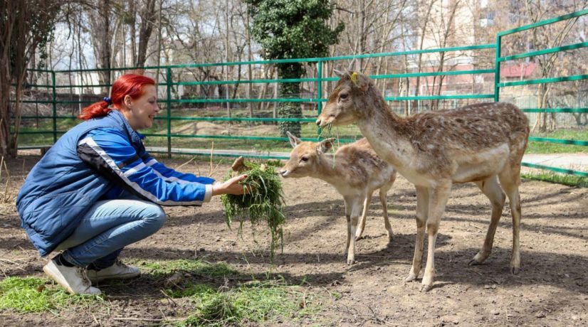 В симферопольском зооуголке усилили меры безопасности: можно ли теперь кормить животных