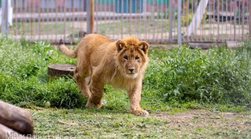 В симферопольском зооуголке поселились львята
