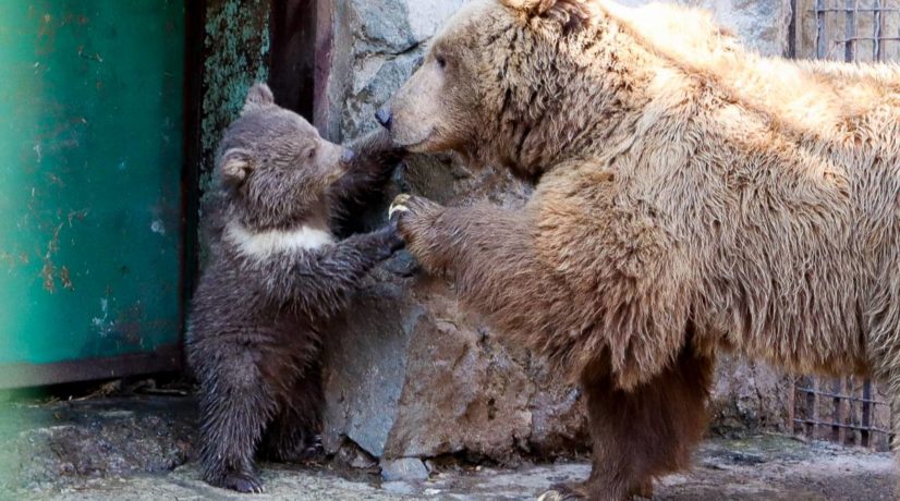 В симферопольском зоопарке родилась медвежонок Глафира