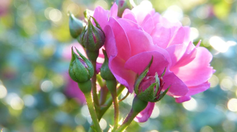 В Крыму проведут фестиваль на цветущем розовом поле