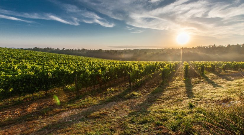 В Симферопольском районе заложат 200 гектаров новых виноградников