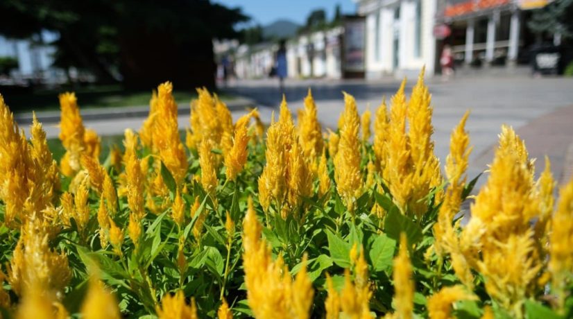 Ялту продолжают восстанавливать после потопа: в городе высаживают новые цветы и растения