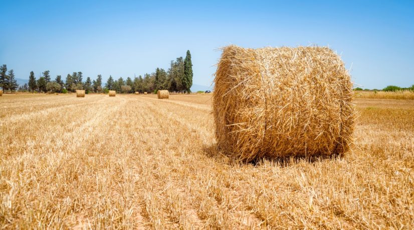 Использование сельскохозяйственных земель Симферопольского района увеличат на треть