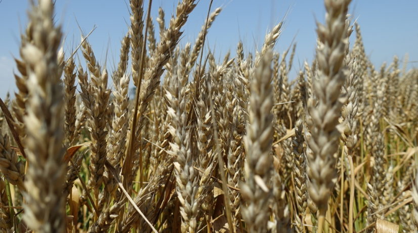 Замминистра сельского хозяйства Крыма рассказал, как санкции могут повлиять на поставку зерна за границу