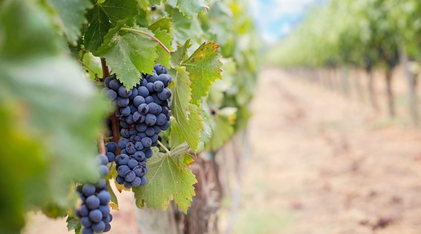 В Кировском районе — новые достижения в виноградарстве и виноделии.