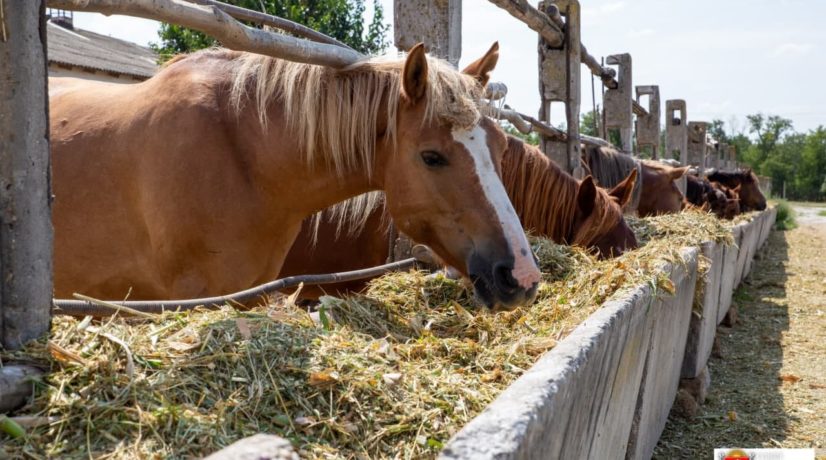 Экзотичный агротуризм в Крыму: в Белогорском районе можно попробовать местный кумыс и погладить лошадей