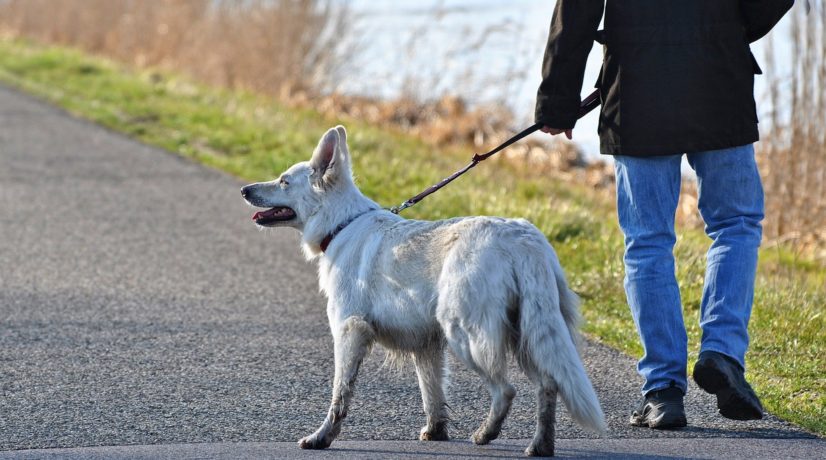 Мнение зоозащитника: Разведение собак отдельных пород нуждается в законодательном регулировании