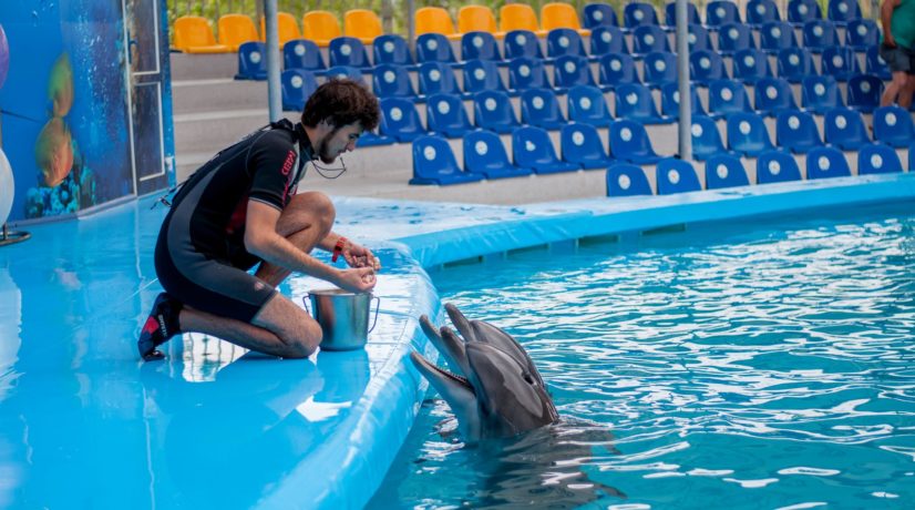 Более 30 дельфинариев и зоопарков в Крыму могут оказаться вне закона