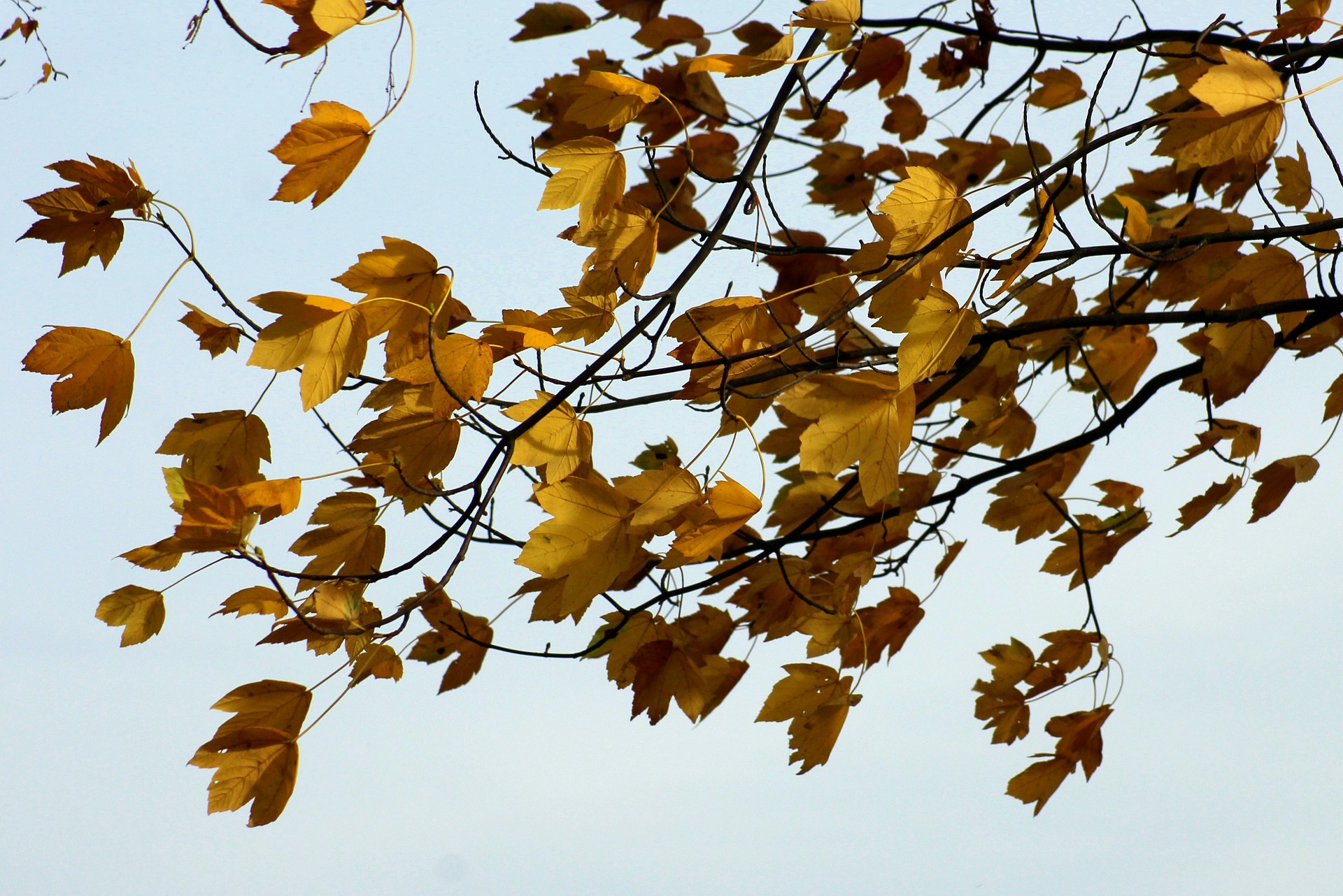 Осенняя листва фото