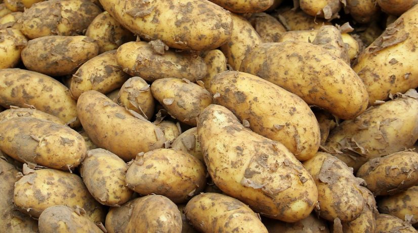 В Крыму собрали 55 тысяч тонн картофеля