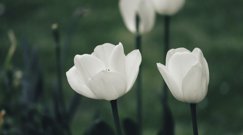 Как помогает «Белый цветок»: в Крыму пройдёт благотворительная акция
