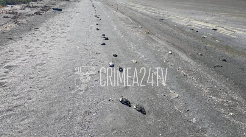 Министр экологии и природных ресурсов Крыма рассказала о причине гибели птиц на Арабатской стрелке