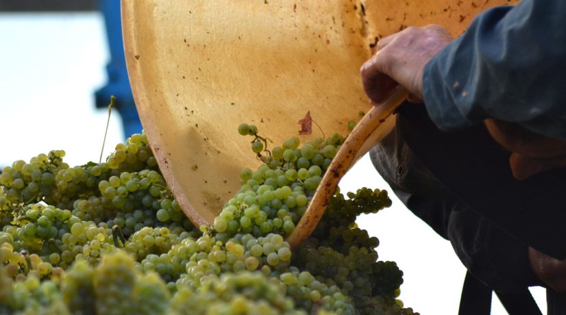 В Крыму побили рекорд по сбору винограда за последние 5 лет