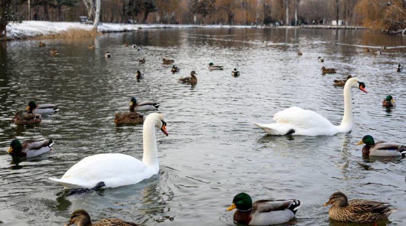 Вместо реконструкции в парке имени Гагарина в Симферополе проведут благоустройство