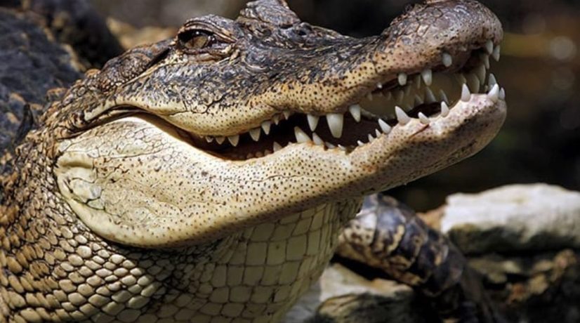 Владелец ялтинского крокодиляриума обратился к президенту с просьбой пересмотреть новые требования к зоопаркам и океанариумам