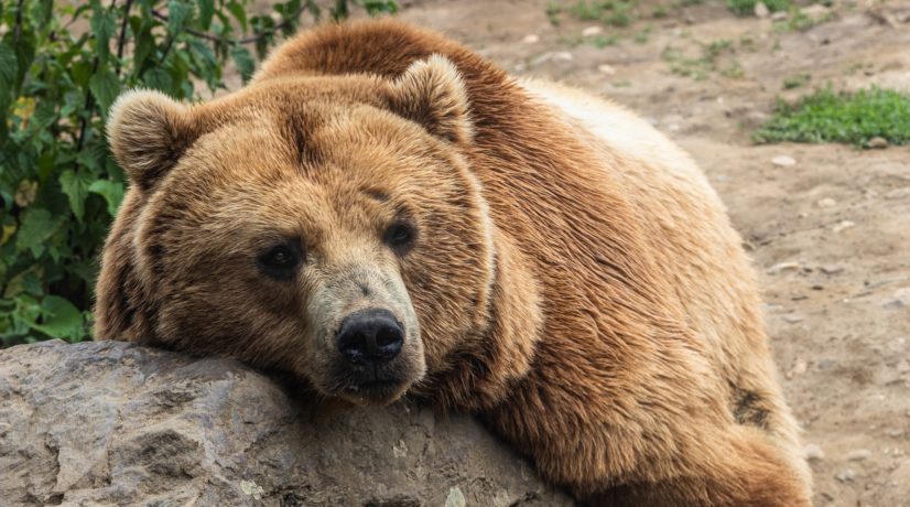 Что будет с животными тех крымских зоопарков, которые не смогут получить лицензию на работу