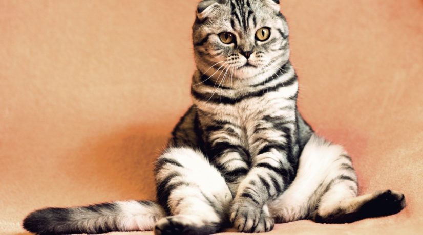 Россиян могут обязать чипировать домашних кошек и собак