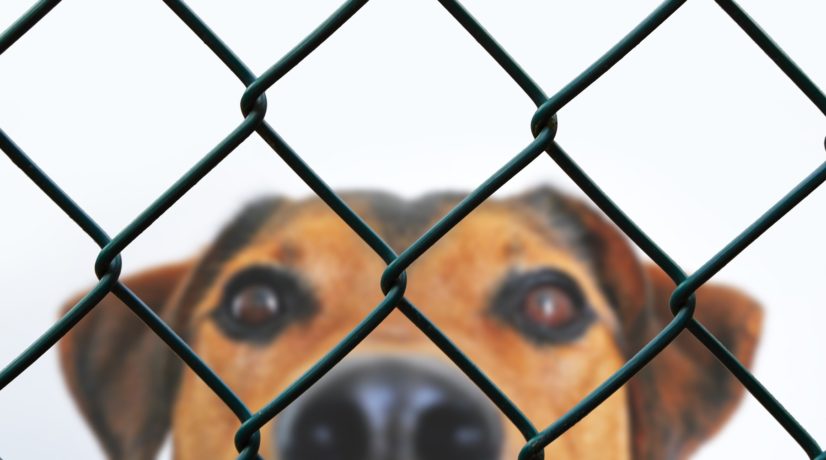 В Сакском районе построили приют для агрессивных собак