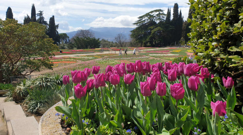 Почти сотню новых сортов тюльпанов представят на параде в Никитском ботаническом саду в этом году