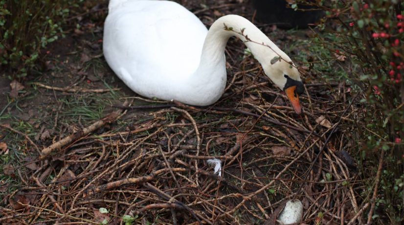 Лебеди в парке имени Гагарина свили гнездо на берегу пруда