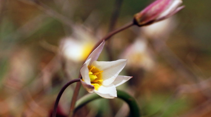 На Опуке впервые с 2011 года расцвёл редкий вид тюльпана