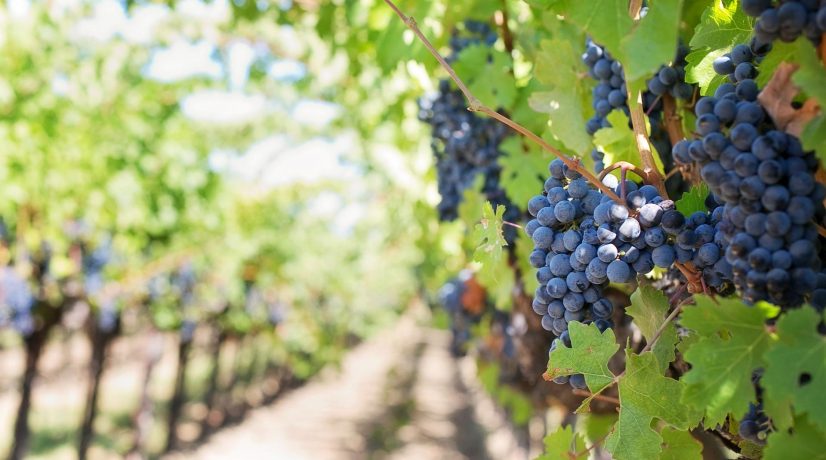 Институт виноградарства и виноделия «Магарач» получил 3 миллиарда рублей на строительство научно-технологического центра селекции и питомниководства
