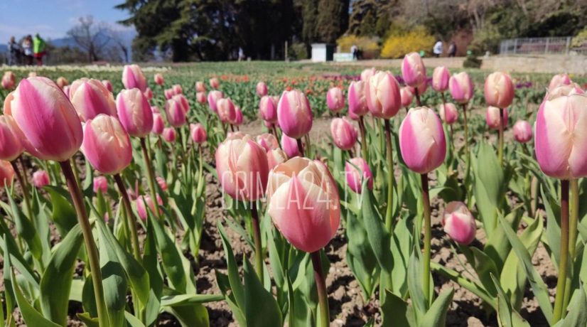 Более 100 тысяч цветов встретят посетителей на Параде тюльпанов в Никитском ботаническом саду