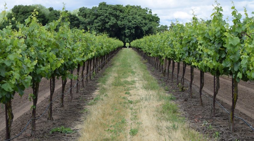 Как обильные осадки повлияют на урожай винограда в 2022 году