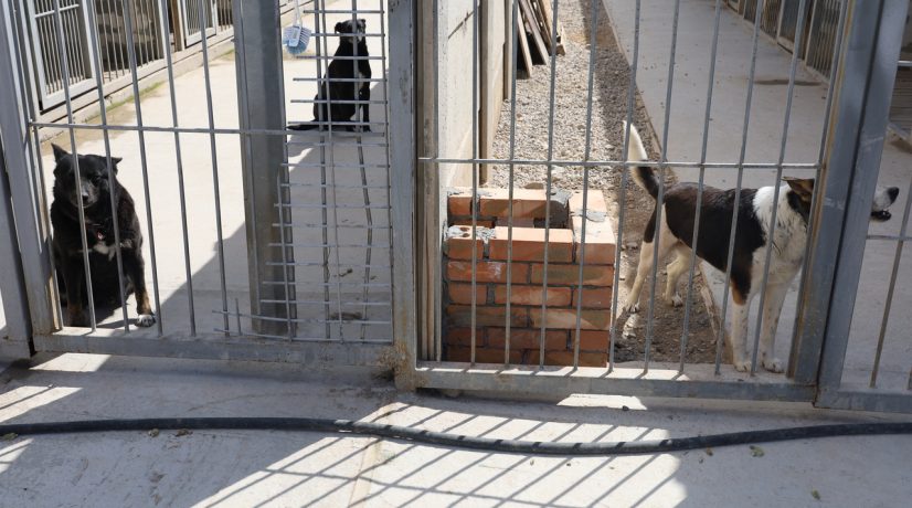 Симферопольский приют для собак находится в процессе передачи в республиканскую собственность