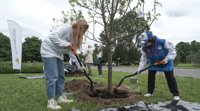 В Крыму в рамках акции «Сад памяти» высадили 16 тысяч деревьев