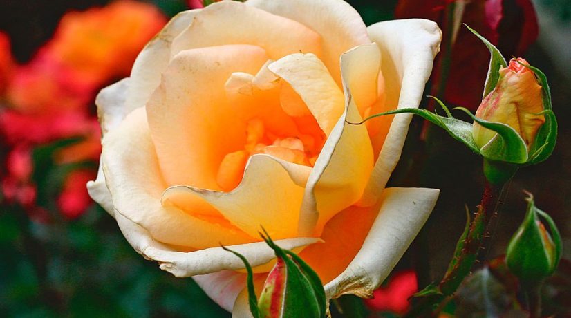 Более 400 сортов роз расцвело в Никитском ботаническом саду