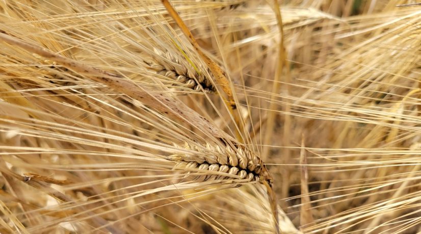 В Крыму стартовала уборочная кампания зерновых