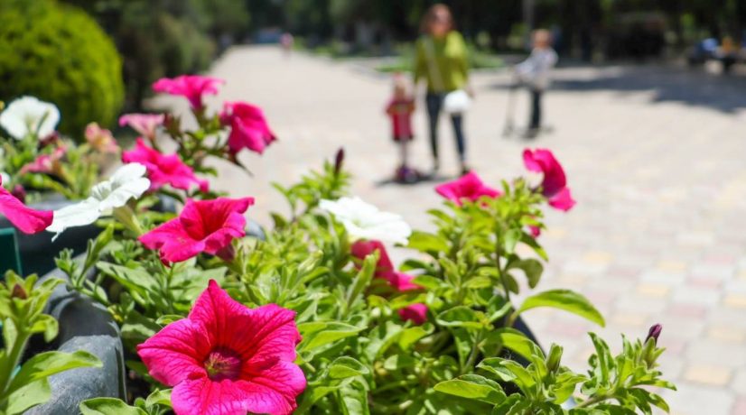 В парках Симферополя высадили более 30 тысяч цветов