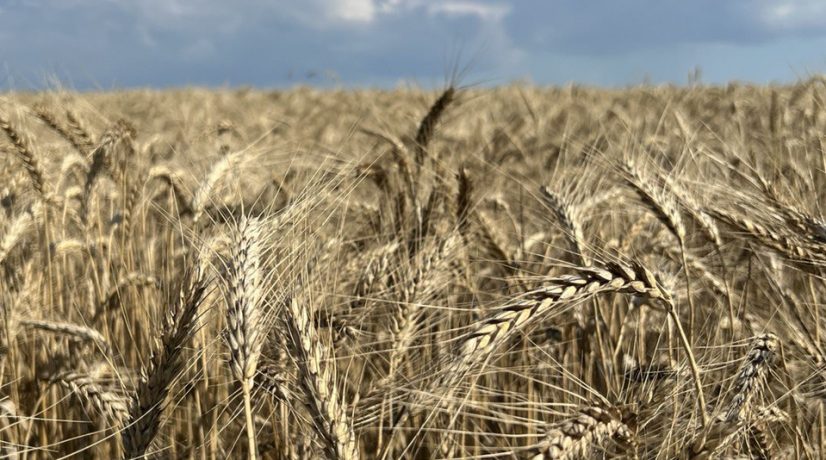 В Крыму собрали более 1 миллиона тонн зерна