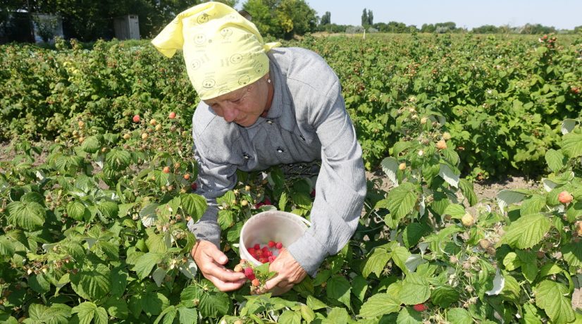 В Крыму за две недели собрали 25 тонн малины