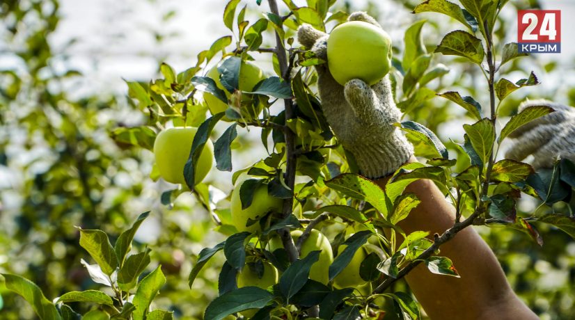 В Крыму начали собирать урожай яблок